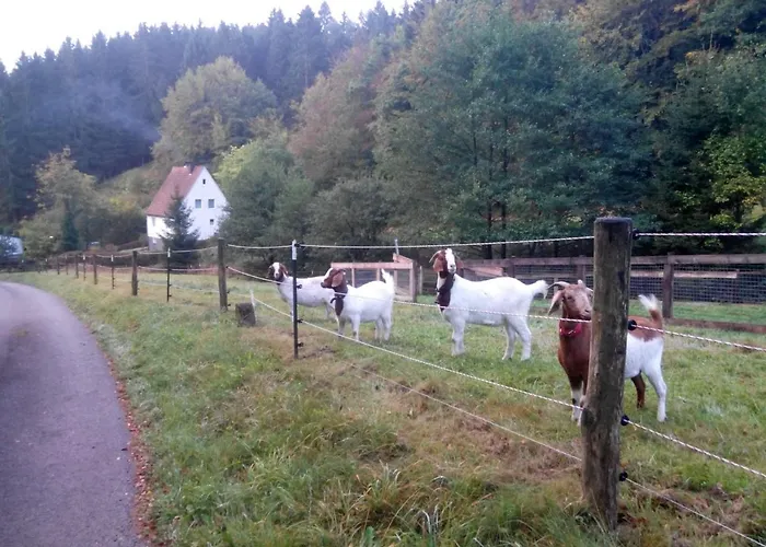 Lejlighed Pacohaus Naehe Willingen Diemelsee Brilon
